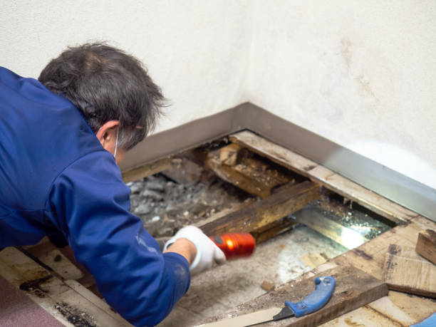 Mold Removal Process in Harriman, TN