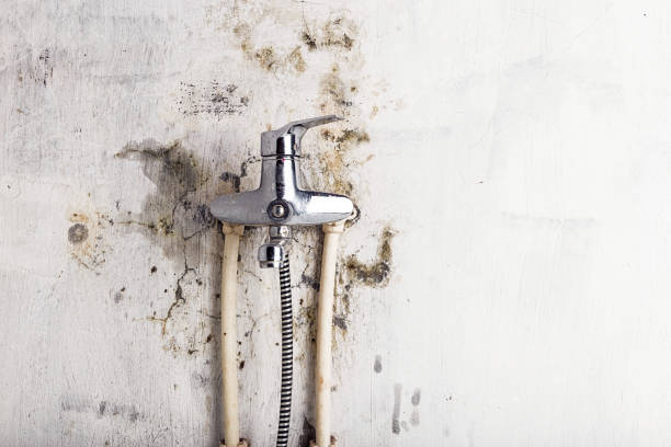 Best Best Mold Removal Companies  in Harriman, TN