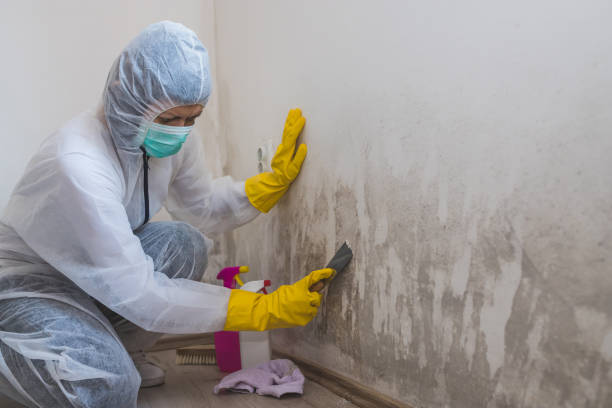  Harriman, TN Mold Removal Pros