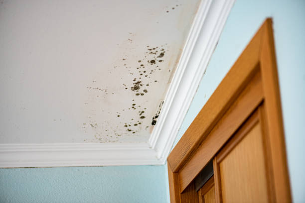 Best Water Damage Restoration  in Harriman, TN