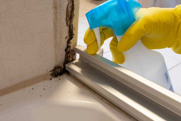 Crawl Space Mold Removal in Harriman, TN