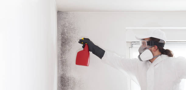 Best Crawl Space Mold Removal  in Harriman, TN