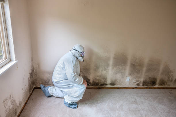 Best Professional Mold Removal  in Harriman, TN
