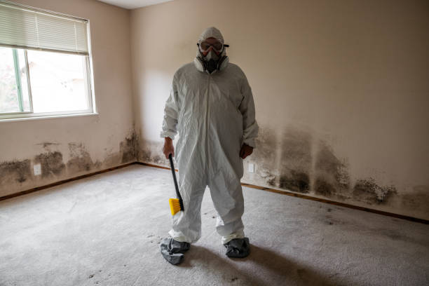 Best Residential Mold Removal  in Harriman, TN