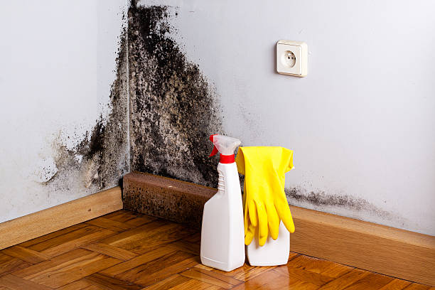Best Mold Remediation Experts  in Harriman, TN