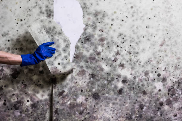 Best Fast Mold Removal  in Harriman, TN