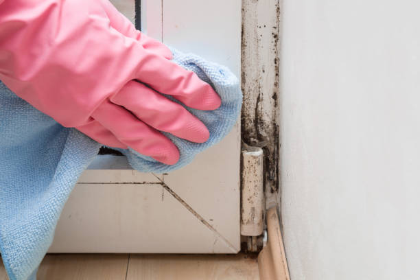 Best Certified Mold Removal  in Harriman, TN